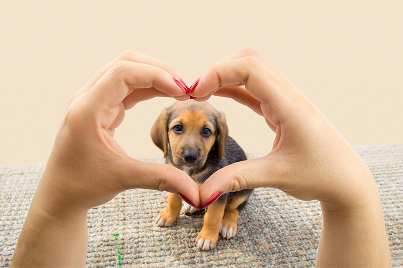 heart shaped sign puppy